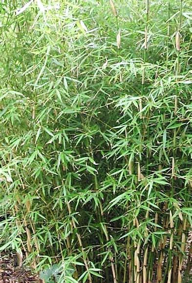 Buy Online Fargesia Robusta Clumping Bamboo Plants For Your Garden