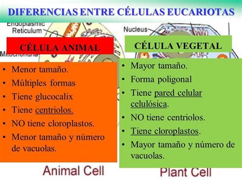La Celula Animal Y Vegetal