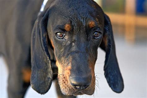 Black And Tan Coonhound Dog Breed Information And Characteristics