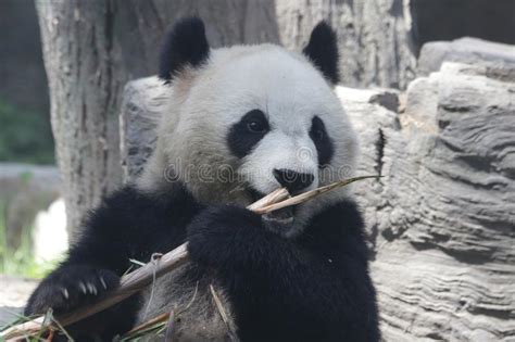 Funny Pose Of Giant Panda Stock Image Image Of Beijing 121023209