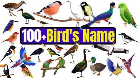 All 100 Birds Name In Hindi And English With Pictures List Of Birds