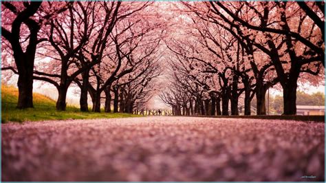 Japanese Pink Tree Desktop Wallpapers Wallpaper Cave