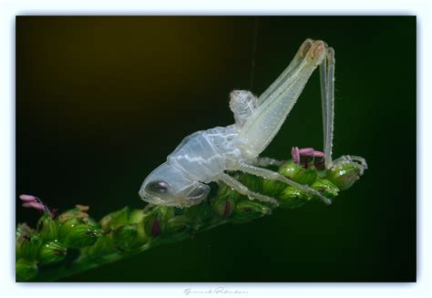 These points can be used for a variety of tasks. Ghost of a grasshopper.... | The moulted shell of a grasshop… | Flickr
