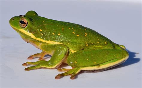 American Green Tree Frog The Animal Facts Appearance Diet Habitat