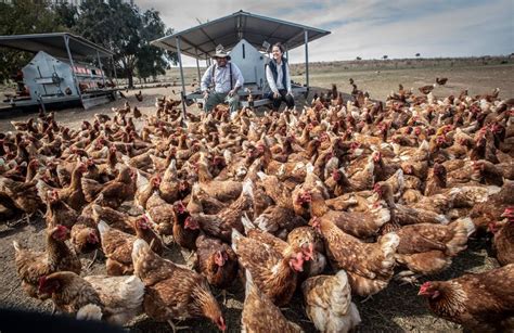 The Little Free Range Egg Farm That Could The Canberra Times Canberra Act
