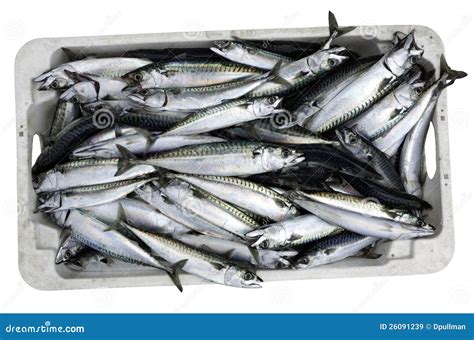 Box Of Fresh Fish Stock Image Image Of Fresh Meal Marine 26091239