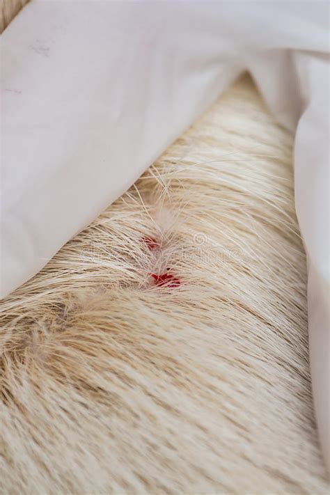 Dog Blood After Remove Ticks From The Fur Stock Image Image 55001279