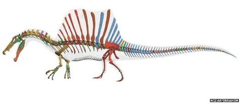 Spinosaurus Fossil Giant Swimming Dinosaur Unearthed Bbc News