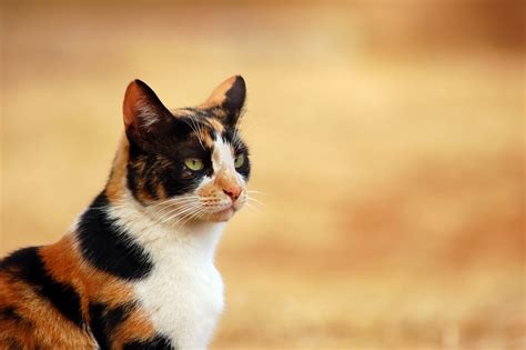 Free Three Colored Cat Stock Photo