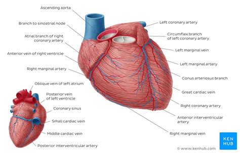 Aorta Anatomy Branches Course Divisions Kenhub