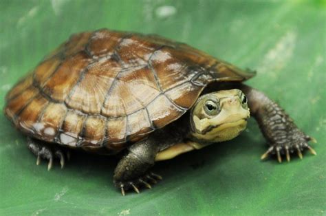Zhous Box Turtle Alchetron The Free Social Encyclopedia