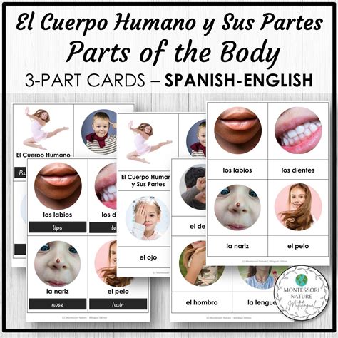 El Cuerpo Humano Y Sus Partes Parts Of The Body Spanish Bilingual 3