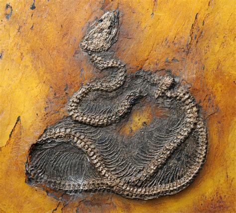Worlds Oldest Python Found In Messel Pit