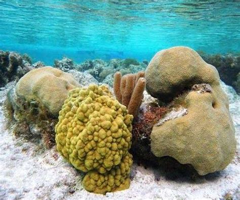 New Technique Could Help Scientists Identify Heat Stressed Corals