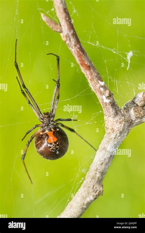 Southern Black Widow Spider Latrodectus Mactans Stock Photo Alamy