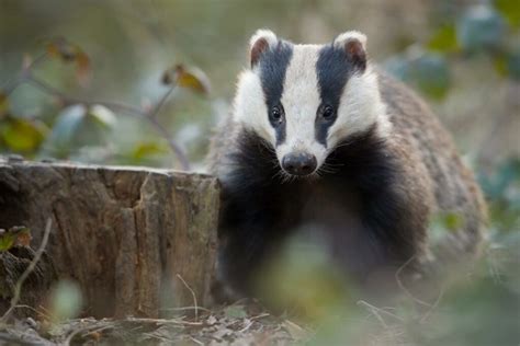 Badger Tb Vaccination To Be Expanded Across Ireland Agrilandie