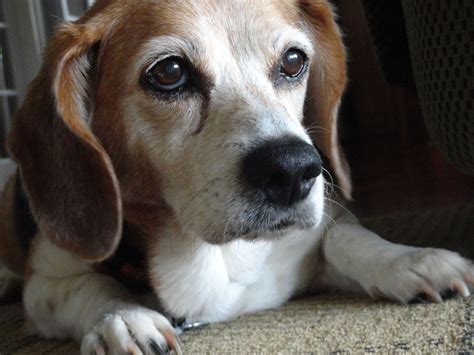 Even Old Beagles Are Beautiful Beagle Beagle Dog Beagle Puppy