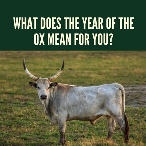 The ox is the second of all zodiac animals. What Does the Year of the Ox Mean for You? | Holidappy