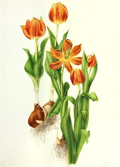 Tulipa Spp Tulip Botanical Illustration By Milly Acharya