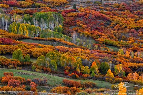 This Colorado Fall Photo Depicts A Mixture Of Aspen Trees And Scrub Oak