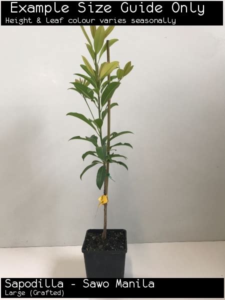 For a surefire way to grow the alano sapodilla fruit you know and love in a convenient container size, look to silas wood sapodilla!. Photos: Sapodilla - Sawo Manila
