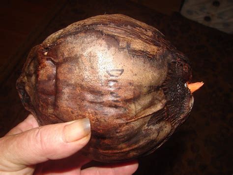 Polynesian Produce Stand ~red Tahiti Rangiroa~ Dwarf Coconut Cocos