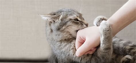Sind Katzenkratzer Gefährlich Tipps Zur Behandlung Und Vorbeugung Von