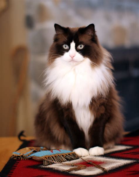 37 Best Photos Black Ragdoll Cat With Green Eyes O Gato Branco Com O