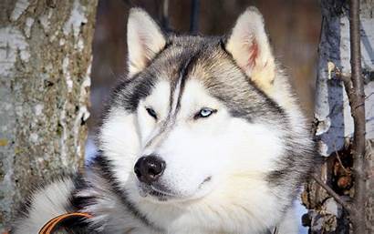 Husky Wallpapers Dogs Animals Dog Puppies Siberian