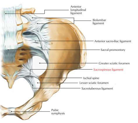 Sacrospinous Ligament Earth S Lab