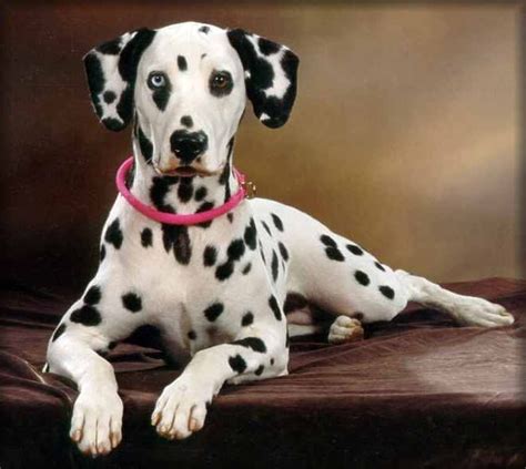 Emmy At Puppies With Blue Eyes Dalmatian