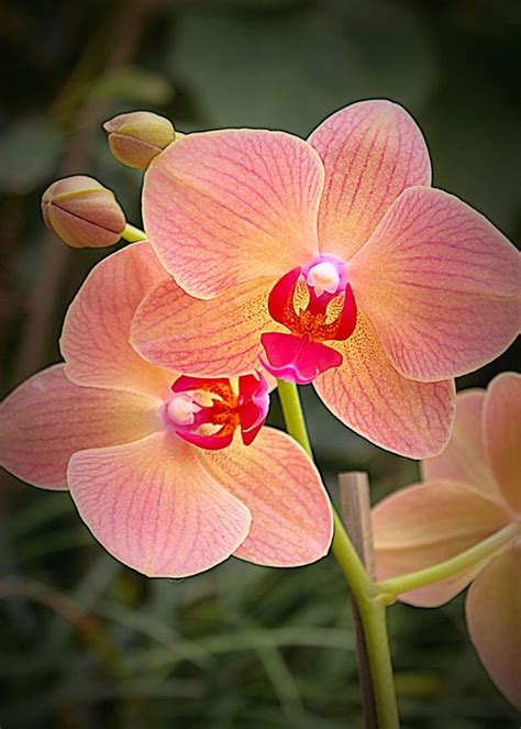 85 Best Images About Orchid On Pinterest