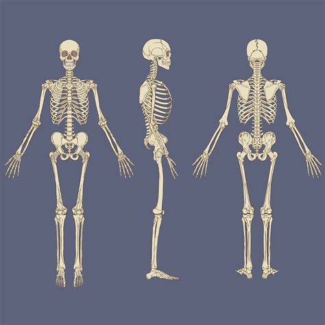 Human Bone Anatomy Chart Vintage 3d Human Body Chart Skeletal System