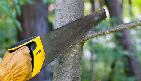 The Tools You Need For Trimming Trees Hobby Farms