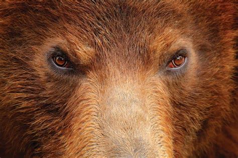 Beautiful Images Of The Worlds Bears