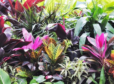 A Buyers Guide To Popular Tropicals Garden And Greenhouse