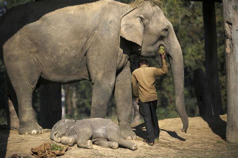 elephants never forget—and they don t sleep much either elephants never forget elephant sleep
