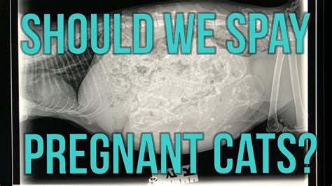 Should We Spay Pregnant Cats Youtube
