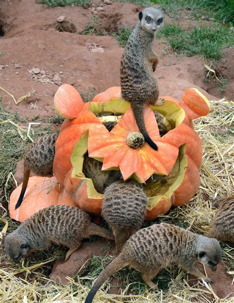 What Zoo Animals Eat Pumpkins