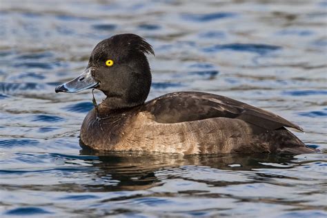 Peters Portfoliobird And Wildlife Photography Tufted Duck