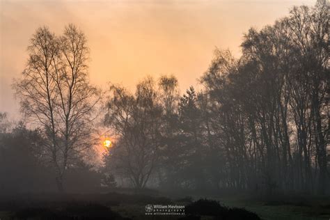 Misty Sunrise Silhouettes Nature Reserve Bergerheide National Park