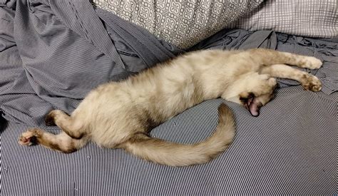 Psbattle Sleeping Cat Stretched Out Rphotoshopbattles