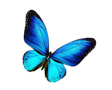 Borboleta Png Borboletas Borboleta Azul 3 Png Blue Butterfly Side