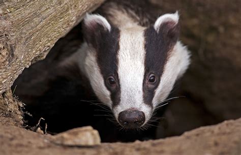 Symbolic Badger Meaning For Tattoo Ideas On Whats Your Sign