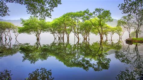 Trees Reflected In Lake Image Abyss