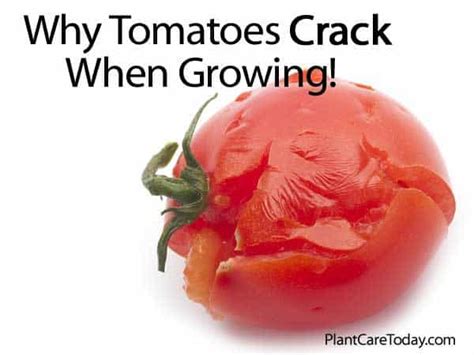 Why Tomatoes Crack When Growing