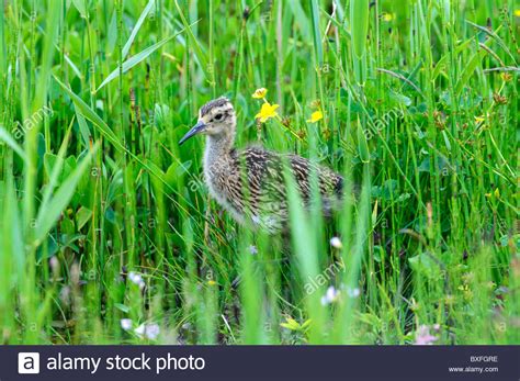 Curlew Numenius Arquata Chick In Meadow Stock Photo Alamy