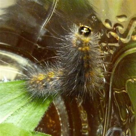 Pretty Caterpillar Estigmene Acrea Bugguide Net