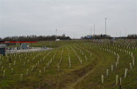Newly Planted Trees At Leeds Skelton © Habiloid Geograph Britain
