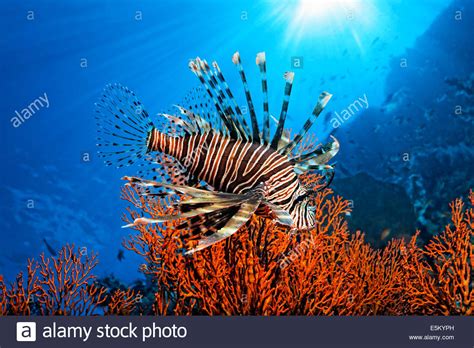 Pacific Red Lionfish Pterois Volitans Great Barrier